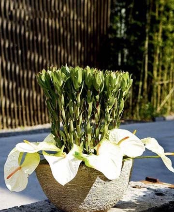家居飾品DIY插花 讓巧婦優雅減壓